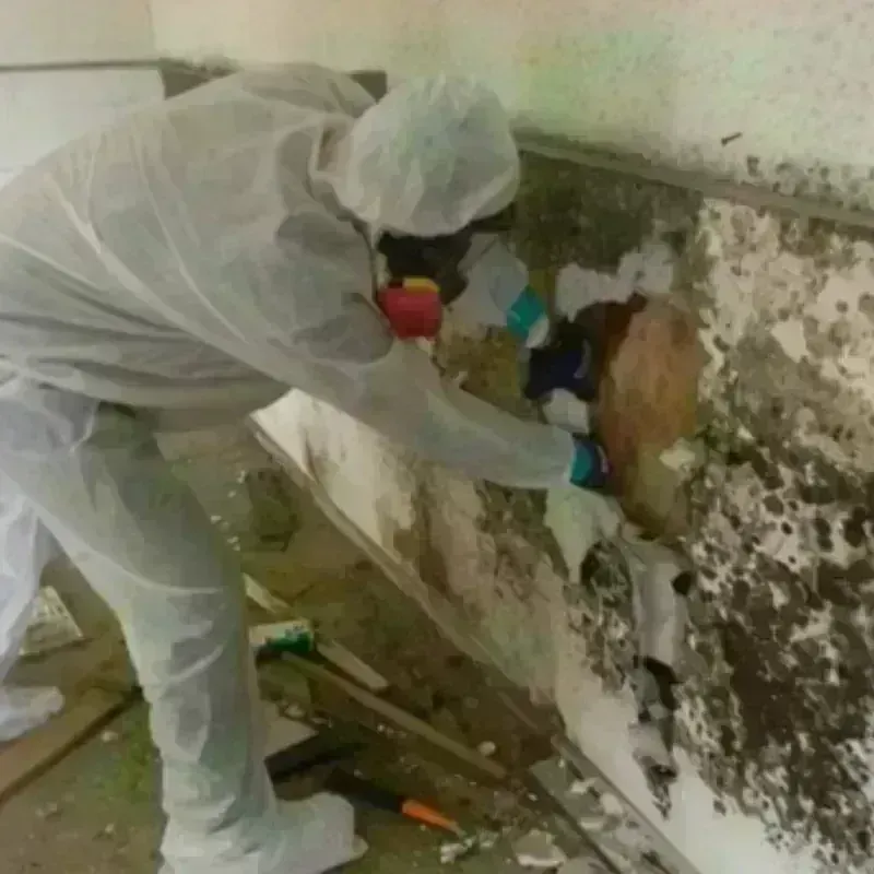 Mold Remediation and Removal in Roane County, WV